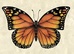 East End Print Birthdsy Card Monarch Butterfly
